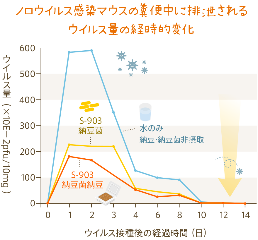 ノロウイルス感染マウスの糞便中に排泄されるウイルス量の経時的変化