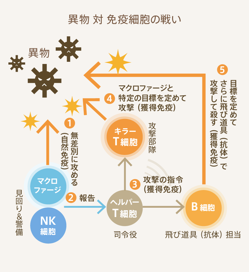 異物 対 免疫細胞との戦い