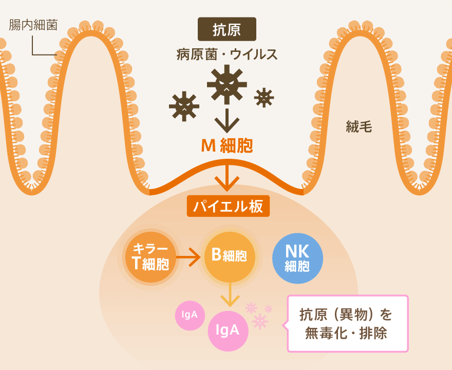 納豆菌が腸内で免疫細胞を活性化するメカニズム