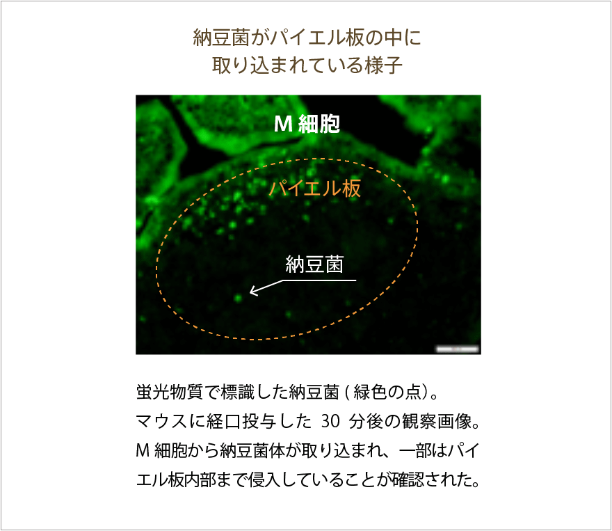 納豆菌がパイエル板の中に取り込まれている様子：蛍光物質で標識した納豆菌(緑色の点）。マウスに経口投与した30分後の観察画像。M細胞から納豆菌体が取り込まれ、一部はパイエル板内部まで侵入していることが確認された。
