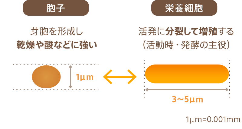 納豆菌の性質