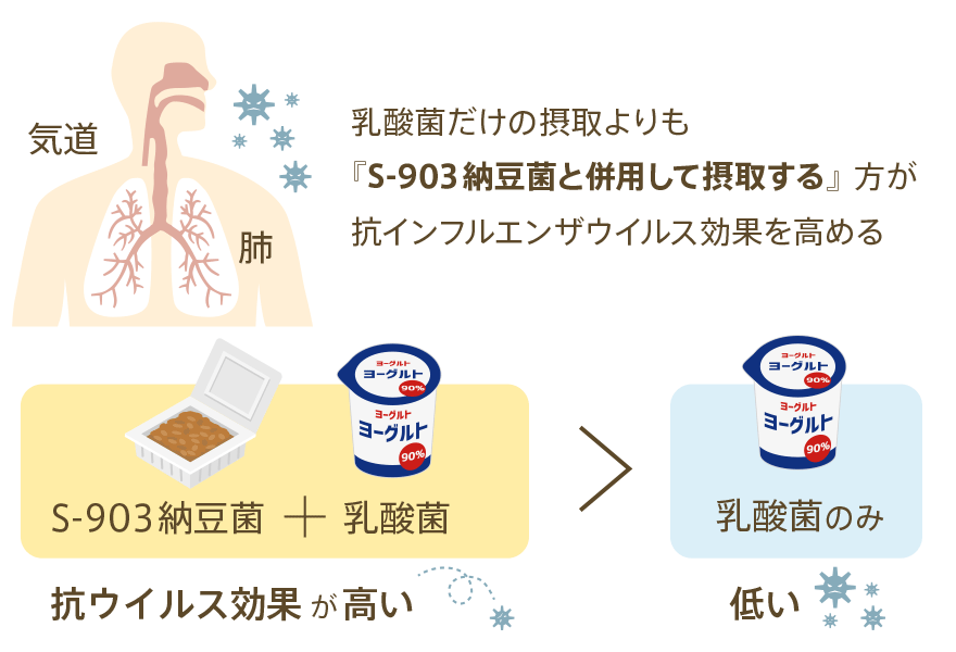 気道と肺において、乳酸菌だけよりも、納豆菌だけ、あるいは納豆菌＋乳酸菌の方が抗ウイルス効果が高い