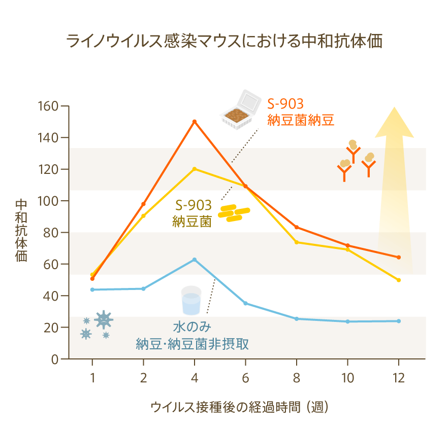 ライノウイルス感染マウスにおける中和抗体価