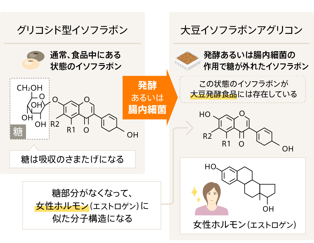 豆では発酵の段階で分解された「大豆イソフラボンアグリコン」が増加(図表7）